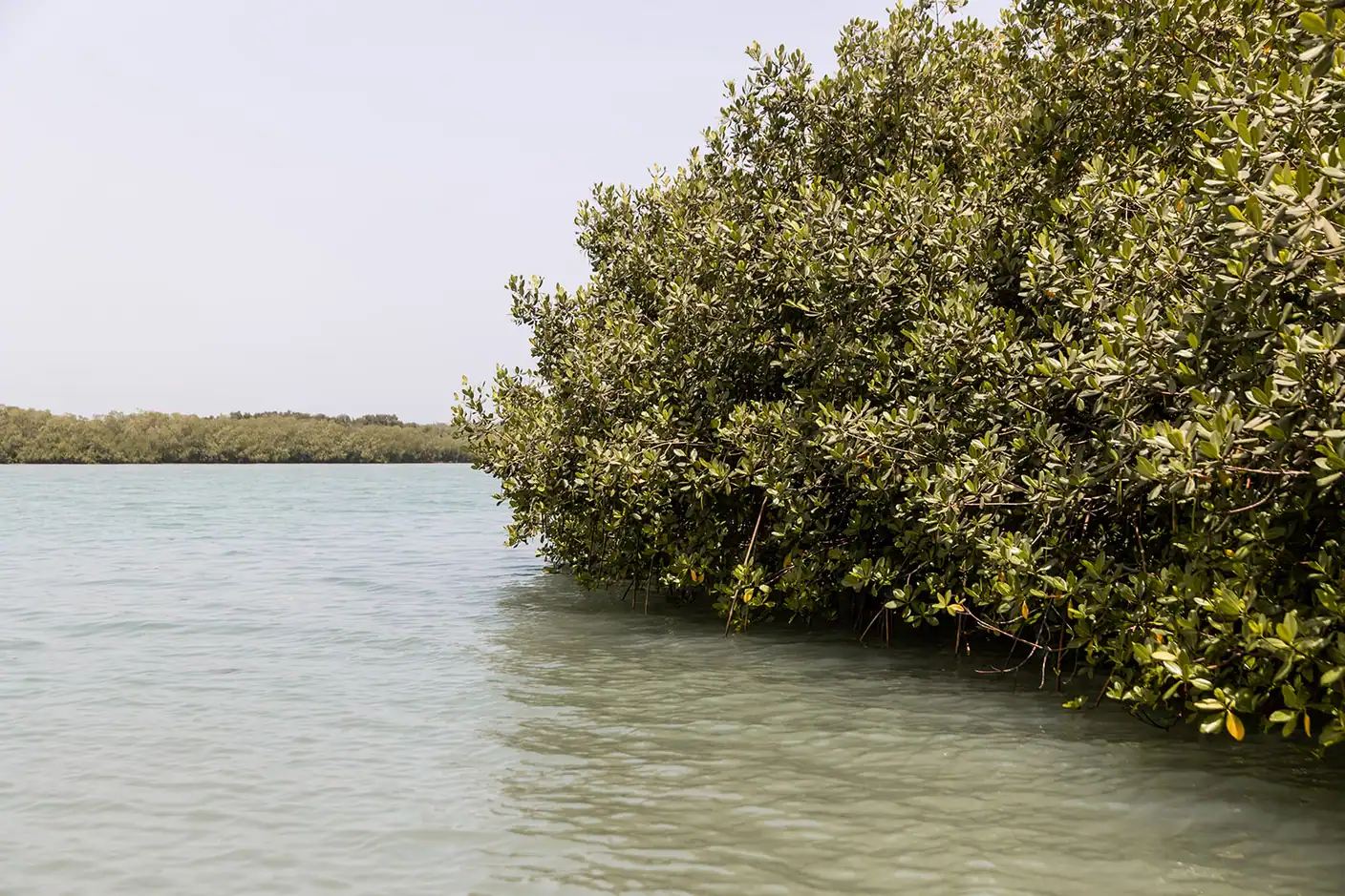 Mangrove verdoyante au bord de l’eau